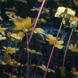Coreopsis bigelovii