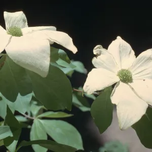 Cornus nuttallii