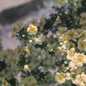 Cowania mexicana var. stansburiana