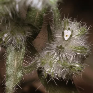 Cryptantha barbigera