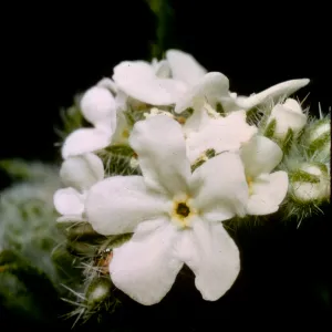 Cryptantha intermedia