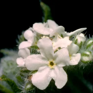 Cryptantha intermedia