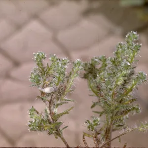 Cryptantha maritima