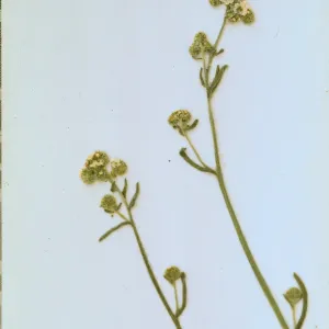 Cryptantha corollata