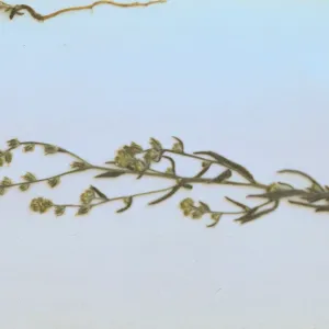 Cryptantha nemaclada