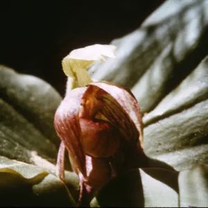 Cypripedium fasciculatum