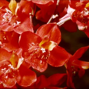 Delphinium cardinale