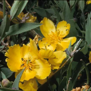 Dendromecon harfordii