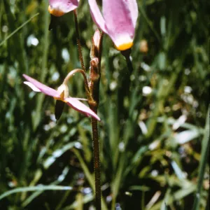 Dodecatheon