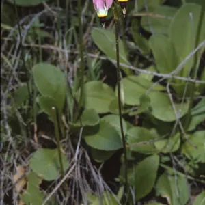 Dodecatheon clevelandii