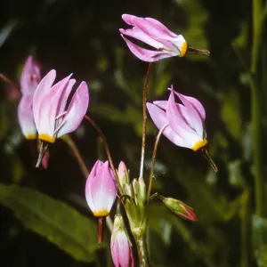 Dodecatheon jeffreyi