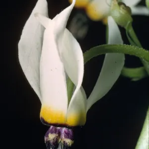 Dodecatheon clevelandii ssp. sanctarum