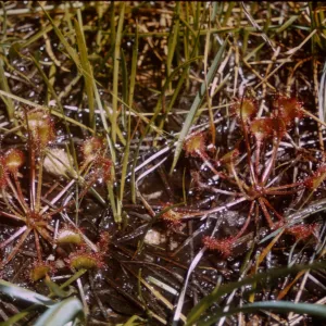 Drosera rotundifolia
