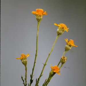 Dyssodia porophylloides