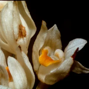 Eburophyton austiniae