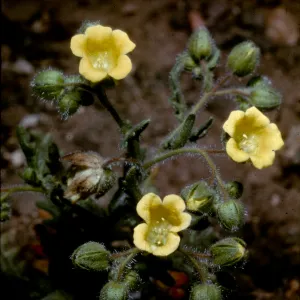 Emmenanthe penduliflora