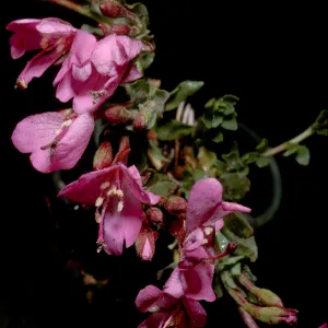 Epilobium obcordatum