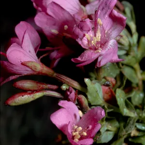 Epilobium obcordatum