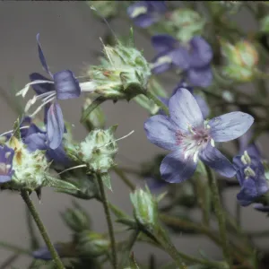 Eriastrum sapphirinum ssp. ambiguum