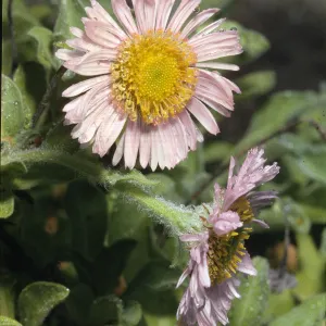 Erigeron glacialis