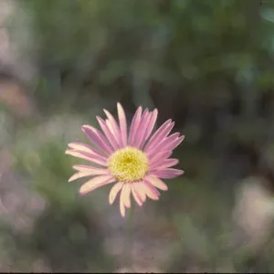 Erigeron peregrinus var. angustifolius