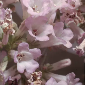 Eriodictyon californicum