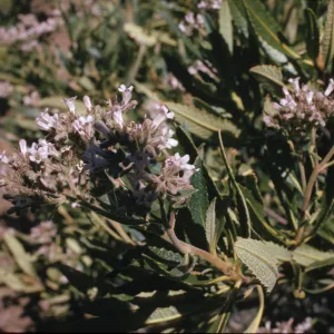 Eriodictyon trichocalyx