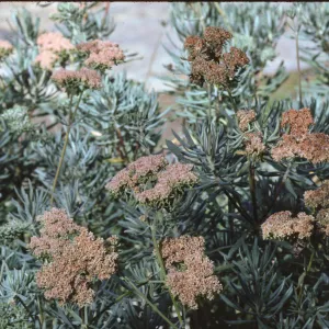 Eriogonum angulosum