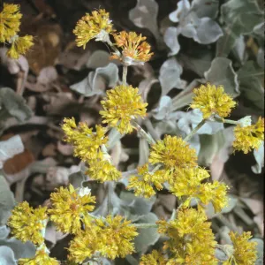Eriogonum crocatum