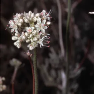 Eriogonum fasciculatum var. polifolium