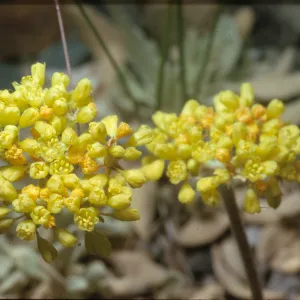 Eriogonum marifolium var. incanum