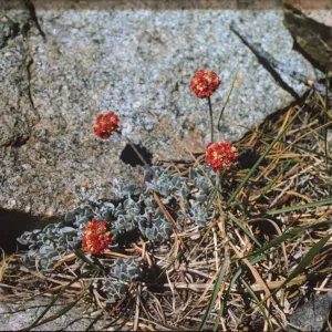 Eriogonum ovalifolium var. nivale