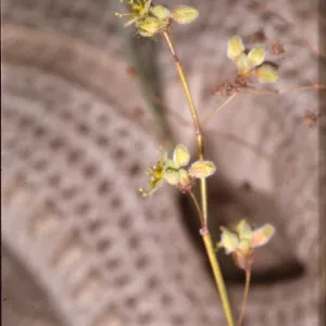 Eriogonum trichopes