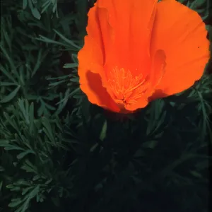 Eschscholzia californica
