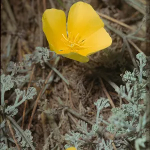 Eschscholzia californica var. maritima