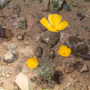 Eschscholzia glyptosperma