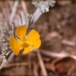 Eschscholzia minutiflora