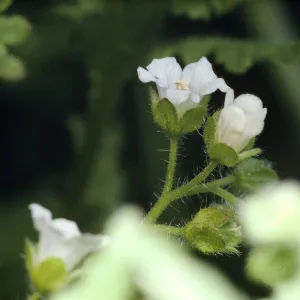 Eucrypta chrysanthemifolia