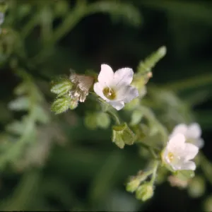 Eucrypta chrysanthemifolia