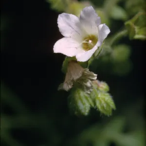 Eucrypta chrysanthemifolia