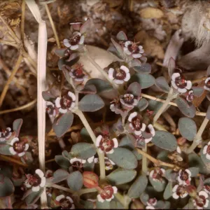 Euphorbia polycarpa