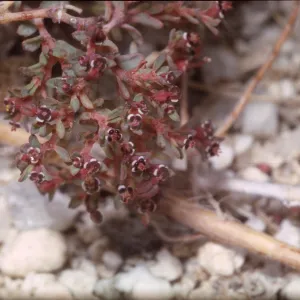 Euphorbia polycarpa