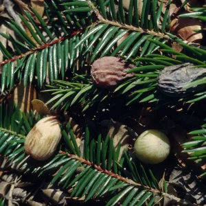 Torreya californica