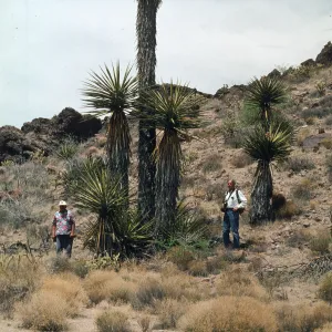 Yucca schidigera