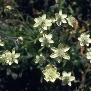 Platystemon californicus