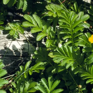 Potentilla anserina