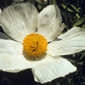 Romneya coulteri