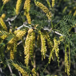 Acacia greggii