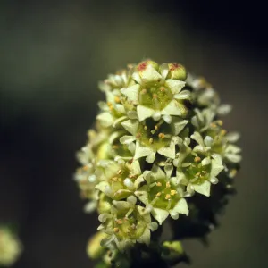Adolphia californica