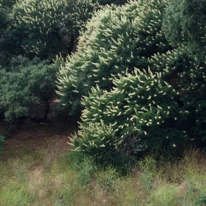 Aesculus californica
